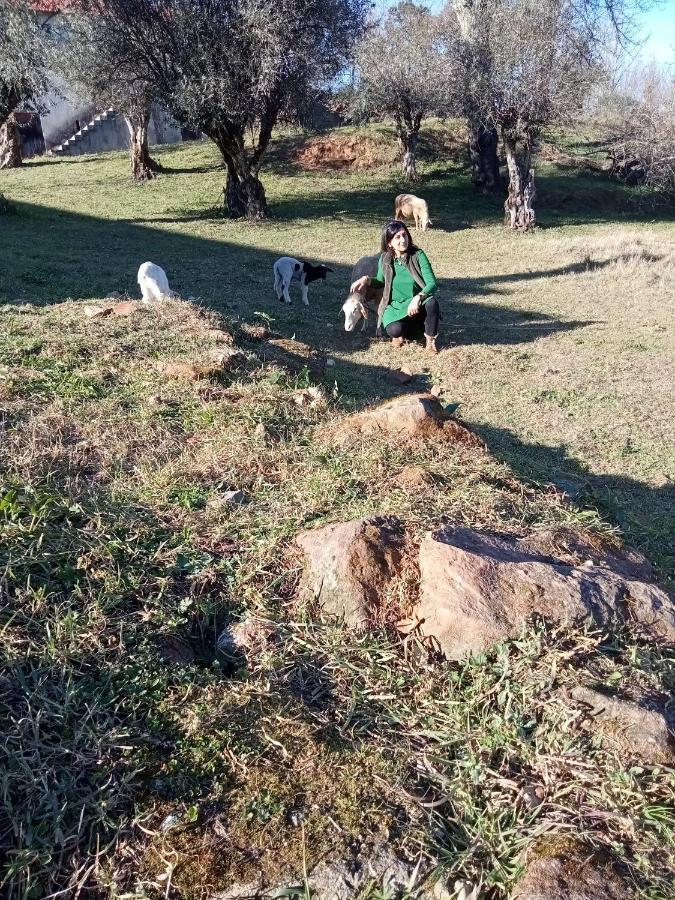 Alojamento Local - Casa Amarela Alvaiázere Dış mekan fotoğraf